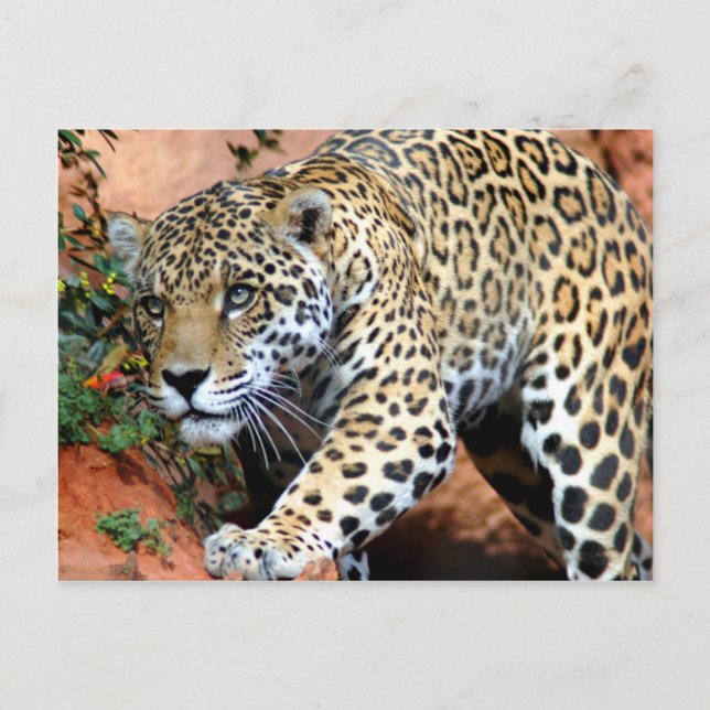 Cartão Postal Grandes Gatos - 10 (Frente)