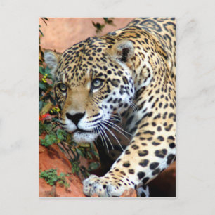 Cartão Postal Grandes Gatos - 10