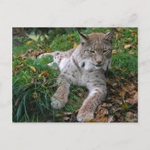 Cartão Postal Grandes Gatos - 11