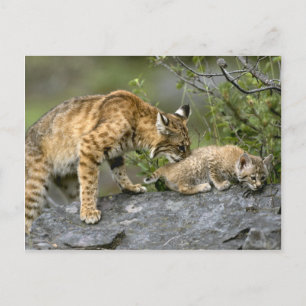 Cartão Postal Grandes Gatos - 9
