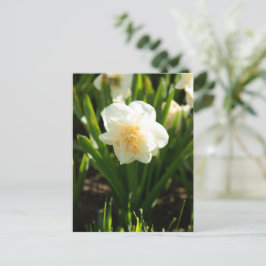 Cartão Postal Grandes narcisos brancos em um dia de primavera