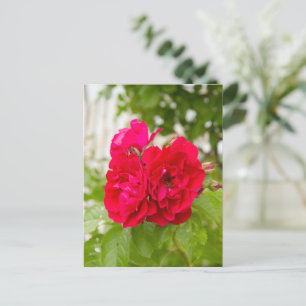 Cartão Postal Grandes rosas vermelhas no jardim