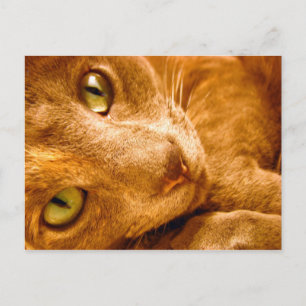 Cartão Postal Grandes Verdes