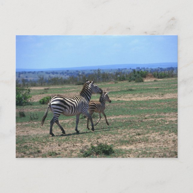 Cartão Postal Grant Zebra (Frente)