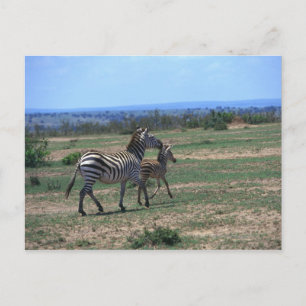 Cartão Postal Grant Zebra