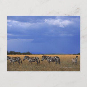 Cartão Postal Grant Zebra 2