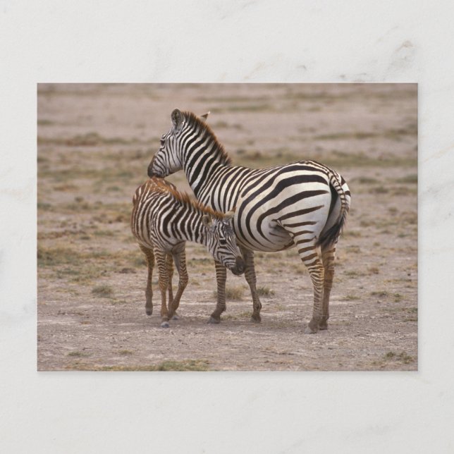 Cartão Postal Grant Zebra 3 (Frente)