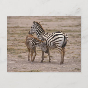 Cartão Postal Grant Zebra 3