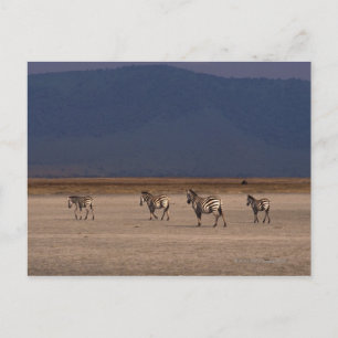 Cartão Postal Grant Zebra 4