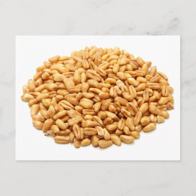 Cartão Postal Grãos inteiros de trigo (Frente)