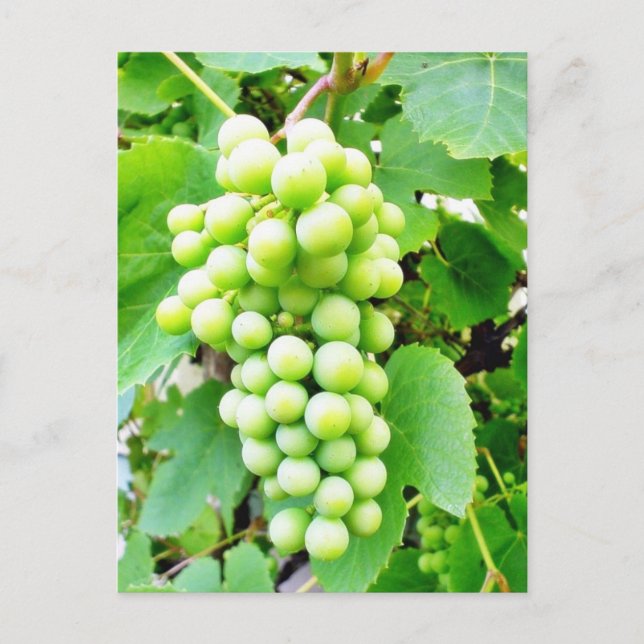 Cartão Postal Grapevine (Frente)