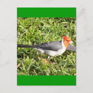 Cartão Postal Grass com Cardeal Brasileiro