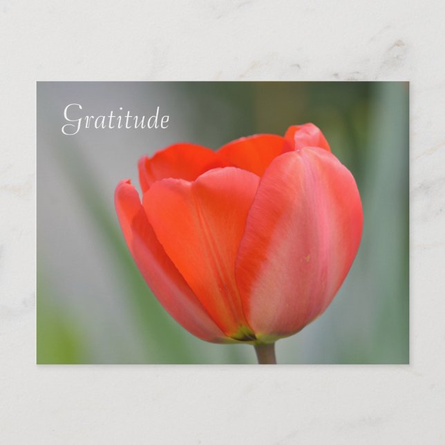 Cartão Postal Gratidão Floral da Red Tulip (Frente)