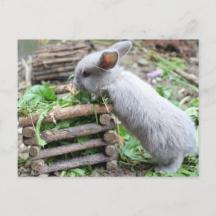 Cartão Postal graues Häschen das frisst