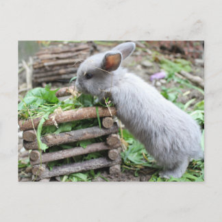 Cartão Postal graues Häschen das frisst