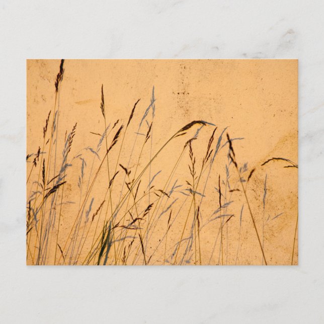 Cartão Postal Graus E Sombras De Verão (Frente)