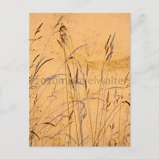 Cartão Postal Graus E Sombras De Verão (Frente)