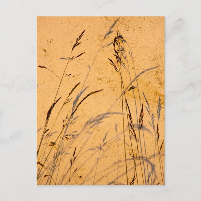Cartão Postal Graus E Sombras De Verão (Frente)