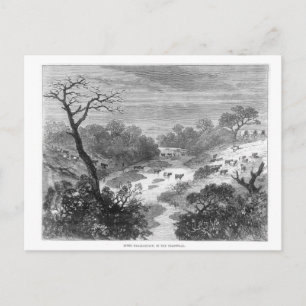 Cartão Postal Gravação antiga - Paisagem com gado