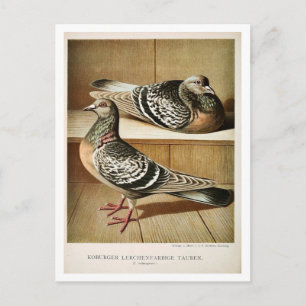 Cartão Postal Gravador voador