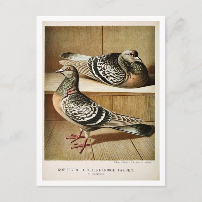 Cartão Postal Gravador voador (Frente)