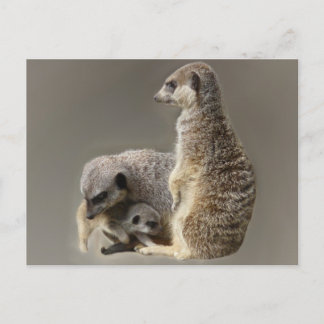 Cartão Postal Gravatas familiares