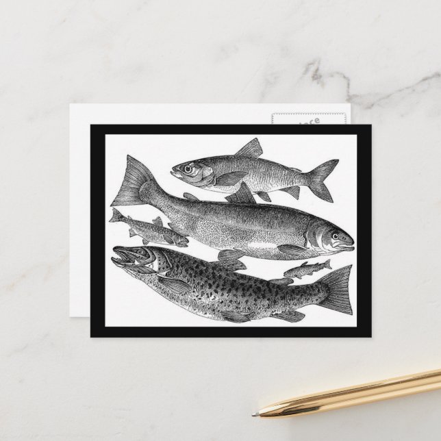 Cartão Postal Gravura de Peixe Antiga (Frente/Verso In Situ)
