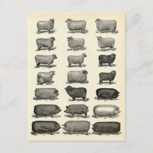 Cartão Postal Gravura Vitoriana de Porcos e Ovelhas