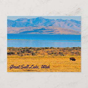Cartão Postal Grazing Buffalo, Excelente Salt Lake, Utah