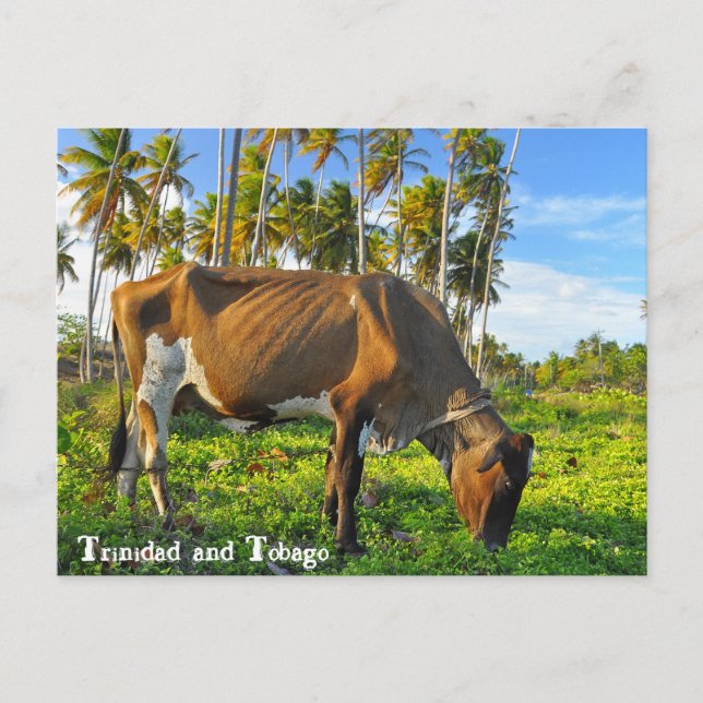 Cartão Postal Grazing De Vaca Entre Árvores De Coco (Frente)