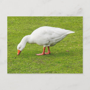 Cartão Postal Grazing Emden Goose