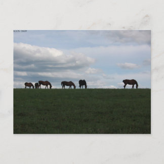 Cartão Postal Grazing na colina