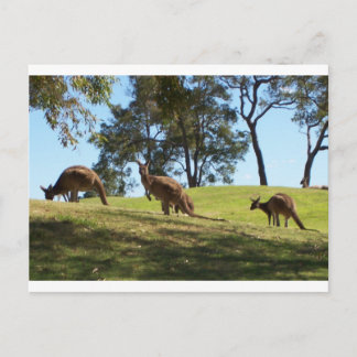 Cartão Postal Grazing Roos