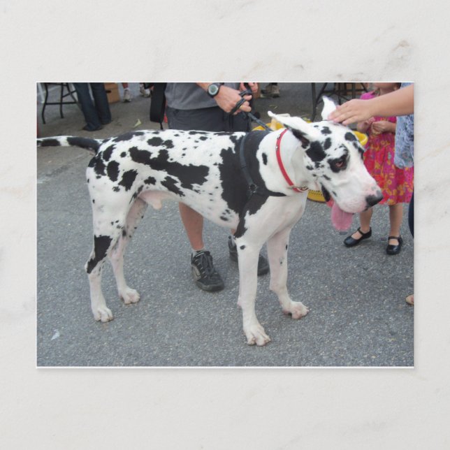 Cartão Postal Great Dane (Frente)