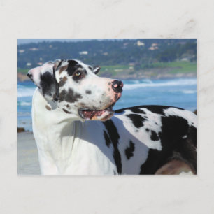 Cartão Postal Great Dane - Harlequin - Bogey