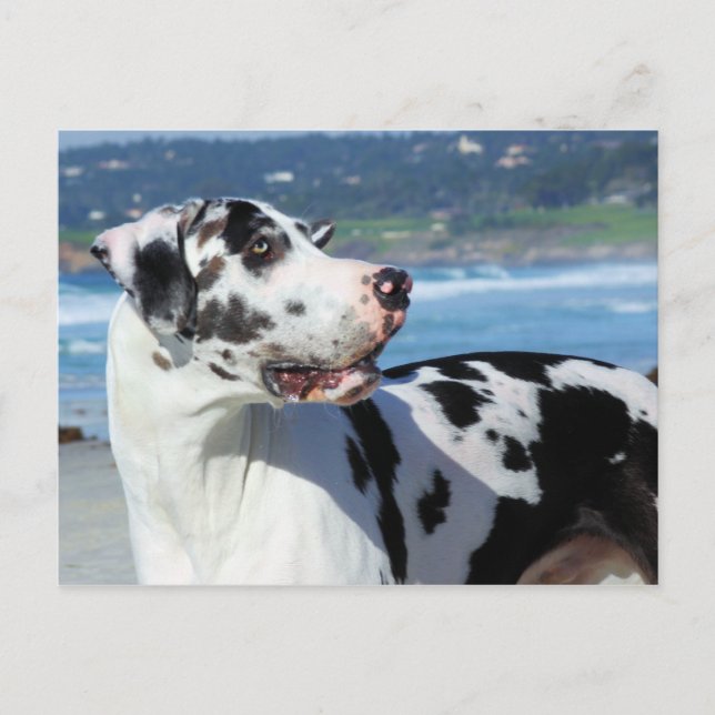 Cartão Postal Great Dane - Harlequin - Bogey (Frente)