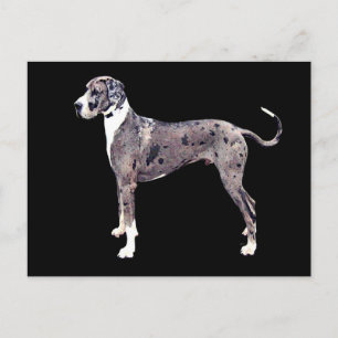 Cartão Postal Great Dane Merle 'Heffner'