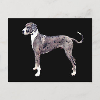 Cartão Postal Great Dane Merle 'Heffner'