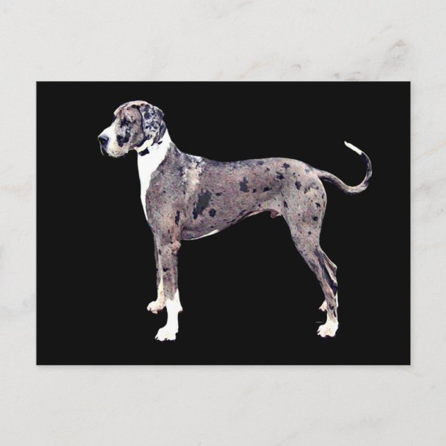 Cartão Postal Great Dane Merle 'Heffner' (Frente)