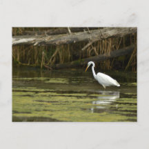 Great Egret bird in the water