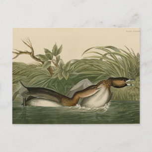 Cartão Postal Grebe de bico-torto das Aves da América de Audubon