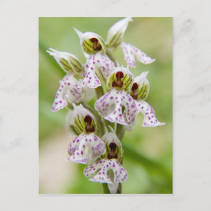 Cartão Postal Grécia, Creta. Orquídea em flor Orchis
