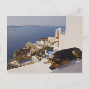Cartão Postal Grécia, Ilha de Santorini, Oia City, cão dormindo