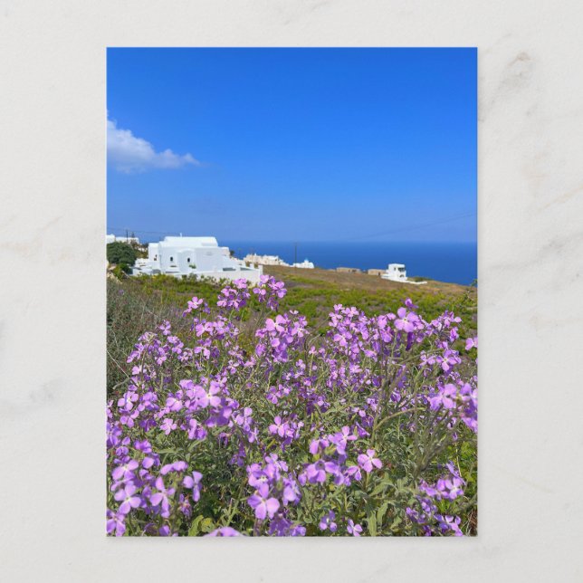 Cartão Postal Grécia Santorini White Building Purple Wild Flower (Frente)