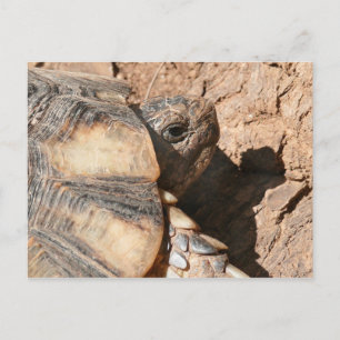 Cartão Postal Greek Land Turtle / Tortoise