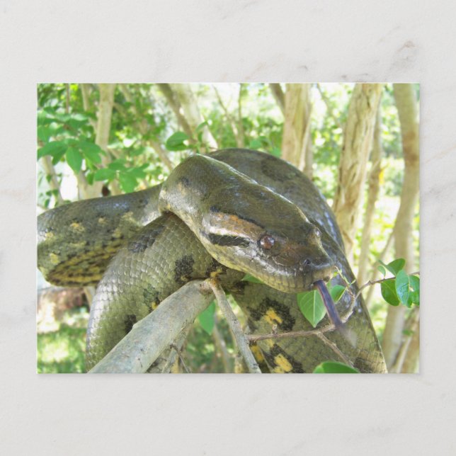 Cartão Postal Green Anaconda (Frente)