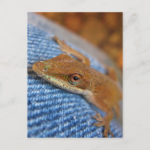 Cartão Postal Green Anole Lizard