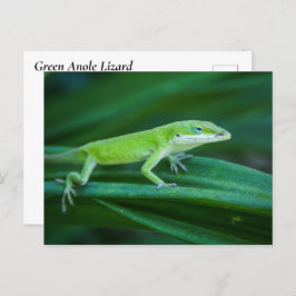 Cartão Postal Green Anole Lizard