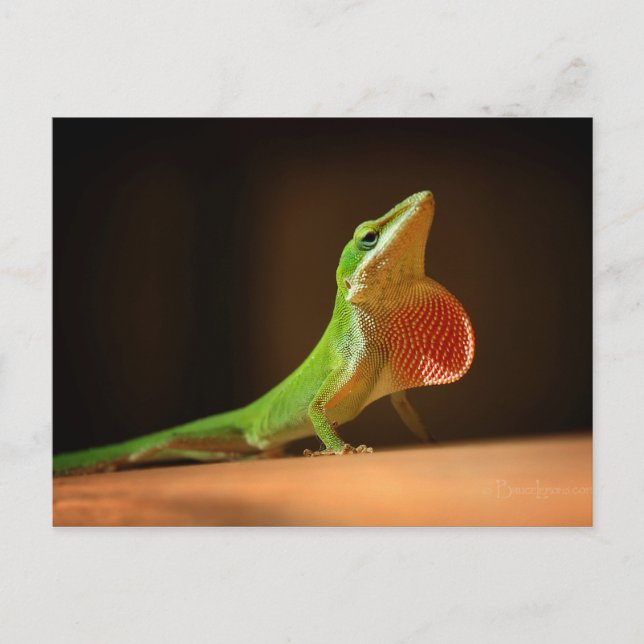Cartão Postal Green Anole Lizard com Thraot Vermelho (Frente)