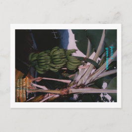 Cartão Postal Green Banana Jamaica